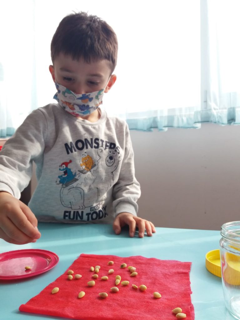 LİMON ÇEKİRDEĞİ ÇİMLENDİRME DENEYİ